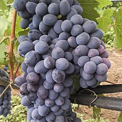 Саджанці винограду Чарлі (черенкований) - 2-річний Саджанці винограду Чарлі (черенкований) - 2-річний