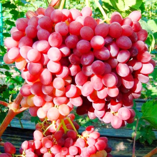 Саджанці винограду Червоний Палець - 1-річний Саджанці винограду Червоний Палець - 1-річний