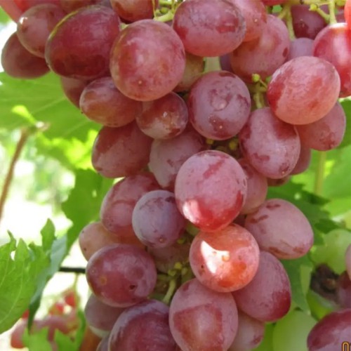 Саджанці винограду Джин - 1-річний Саджанці винограду Джин - 1-річний