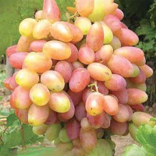 Саджанці винограду Ювілей Новочеркаська (черенкований) - 2-річний