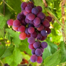 Саджанці винограду Ізабелла рожева (черенкований) - 2-річний