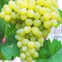 Саджанці винограду Кеша (черенкований) - 2-річний Саджанці винограду Кеша (черенкований) - 2-річний