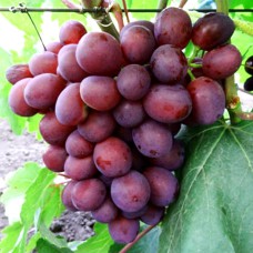 Саджанці винограду Пам'яті Вчителя (черенкований) - 2-річний