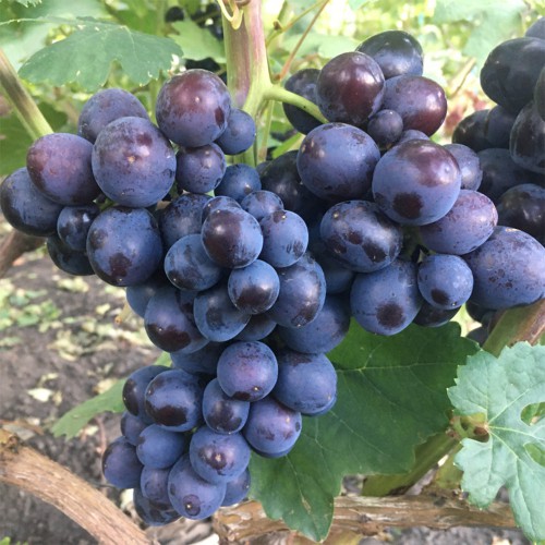 Саджанці винограду Подарунок Несветая (черенкований) - 2-річний Саджанці винограду Подарунок Несветая (черенкований) - 2-річний