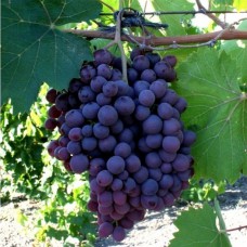 Саджанці винограду Рубін (черенкований) - 2-річний