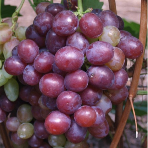 Саджанці винограду Сенатор (черенкований) - 2-річний Саджанці винограду Сенатор (черенкований) - 2-річний