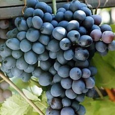 Саджанці винограду Шарада (черенкований) - 2-річний