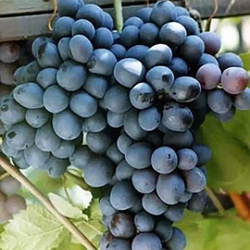 Саджанці винограду Шарада (черенкований) - 2-річний Саджанці винограду Шарада (черенкований) - 2-річний