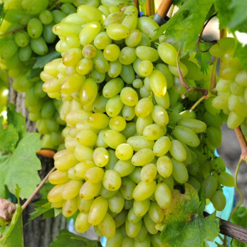 Саджанці винограду Століття - 1-річний Саджанці винограду Століття - 1-річний