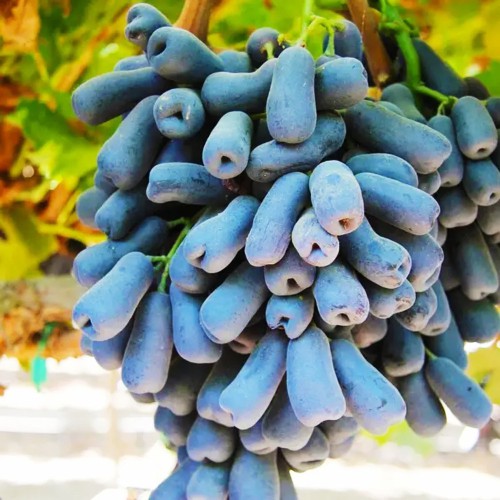 Саджанці винограду Аватар (черенкований) - 2-річний