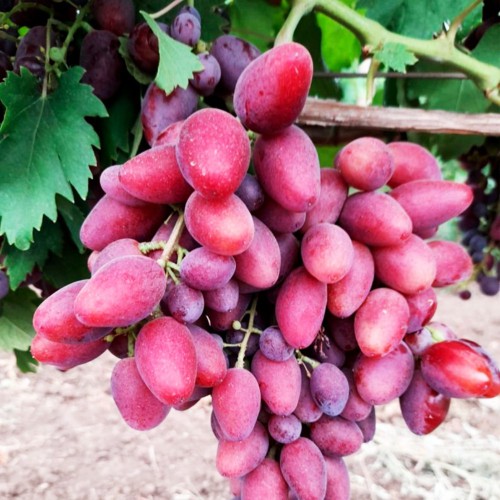 Саджанці винограду Талдун (черенкований) - 2-річний Саджанці винограду Талдун (черенкований) - 2-річний