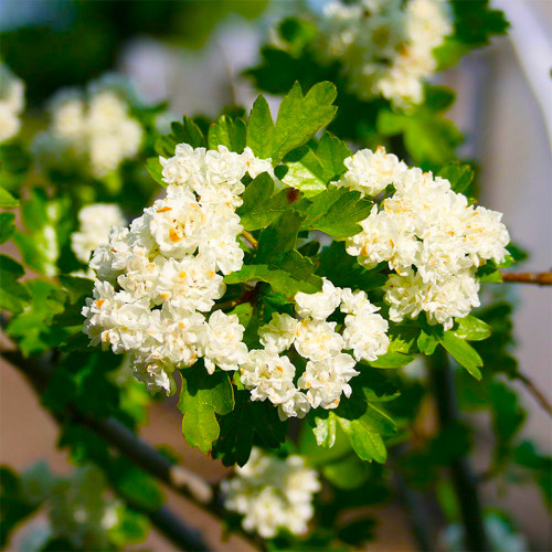 Саджанці декоративного глоду Alba Plena