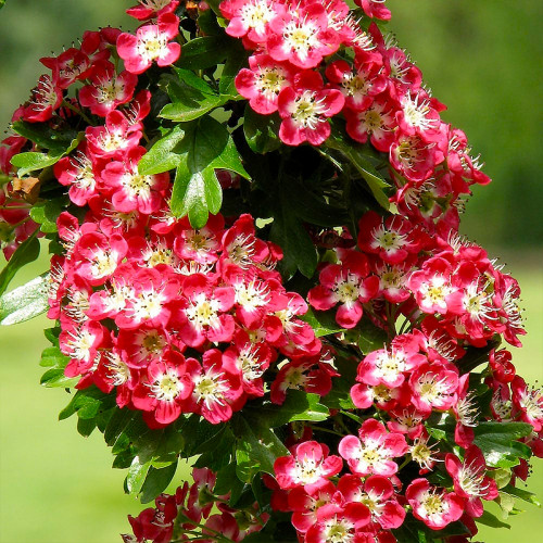 Саджанці декоративного глоду Crimson Cloud (Кримсон Клауд)