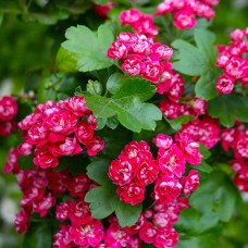 Саджанці глоду Пол Скарлет (привитий)