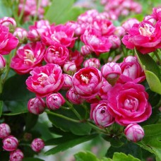 Саджанці декоративного глоду Rosea Flore Pleno