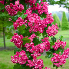 Саджанці декоративного глоду Тоба