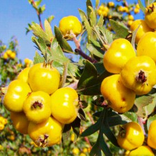 Саджанці глоду Злато (привитий)