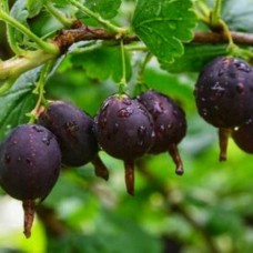 Саджанці йошти Саджанці йошти