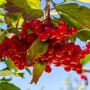 Саджанці калини Червоне Гроно (черенкований) Саджанці калини Червоне Гроно (черенкований)