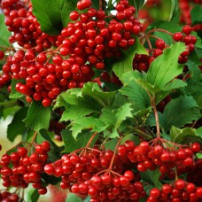 Саджанці калини Захід Сонця (черенкований) Саджанці калини Захід Сонця (черенкований)