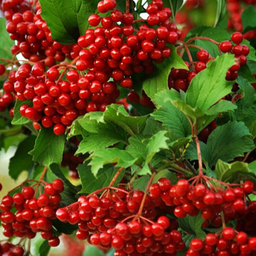 Саджанці калини Захід Сонця (черенкований)