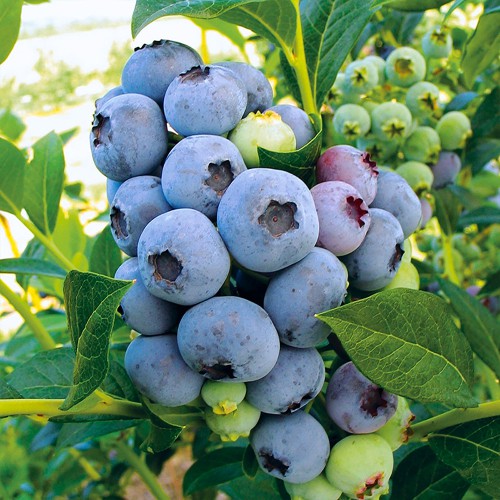 Саджанці лохини Блюкроп - 2-річний Саджанці лохини Блюкроп - 2-річний