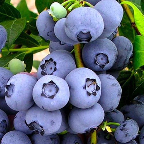 Саджанці лохини Бонус - 3-річний Саджанці лохини Бонус - 3-річний