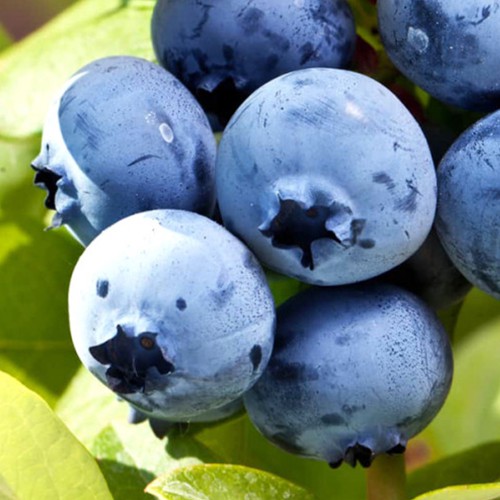 Саджанці лохини Елізабет - 2-річний Саджанці лохини Елізабет - 2-річний