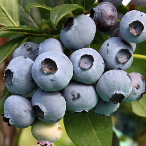 Саджанці лохини Торо - 3-річний Саджанці лохини Торо - 3-річний