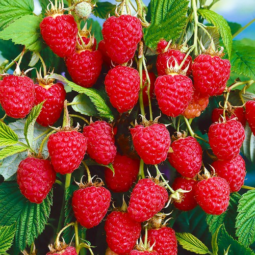 Саджанці малинового дерева Краса - 2-річний