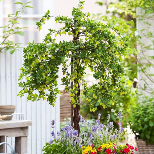 Саджанці агрусу на штамбі Мукурінес (привитий) Саджанці агрусу на штамбі Мукурінес (привитий)