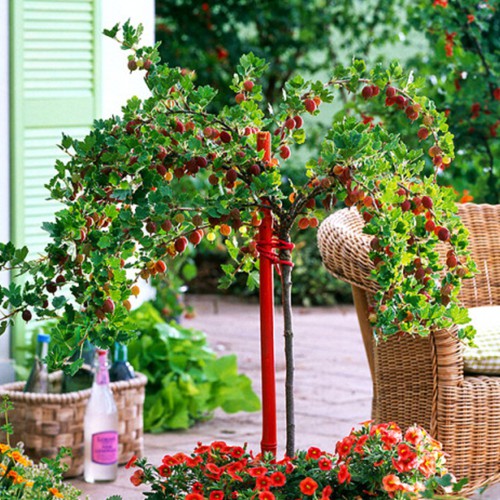 Саджанці агрусу на штамбі Високий Замок (привитий) Саджанці агрусу на штамбі Високий Замок (привитий)