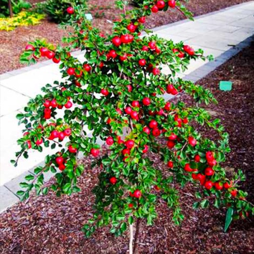 Саджанці декоративного кизильника на штамбі (привитий) Саджанці декоративного кизильника на штамбі (привитий)