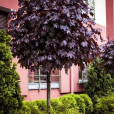 Саджанці клена на штамбі Роял Ред (червонолистий) (привитий)