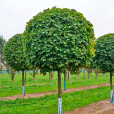 Саджанці клена на штамбі Глобоза (привитий)