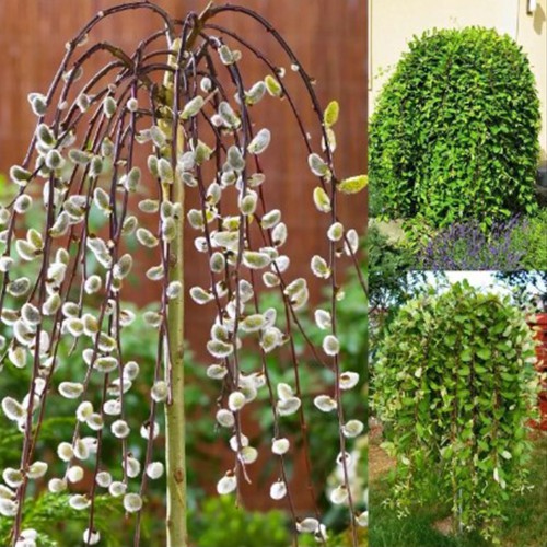 Саджанці плакучої верби на штамбі Kilmarrnoc (привитий) Саджанці плакучої верби на штамбі Kilmarrnoc (привитий)