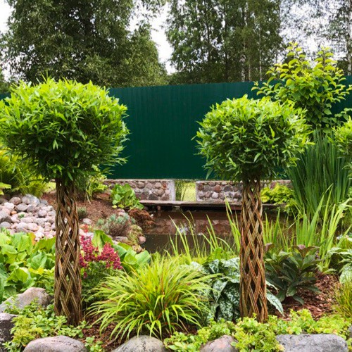 Саджанці плетеної верби на штамбі Датське Коріння Саджанці плетеної верби на штамбі Датське Коріння