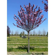 Саджанці сакури на штамбі Бургунді (привитий)