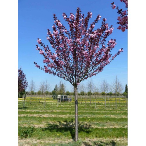 Саджанці сакури на штамбі Бургунді (привитий)