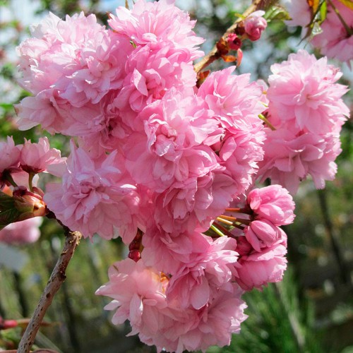 Саджанці сакури на штамбі Кіку-Шідаре (привитий) Саджанці сакури на штамбі Кіку-Шідаре (привитий)