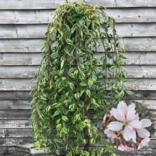 Саджанці сакури на штамбі Пестролиста (привитий)