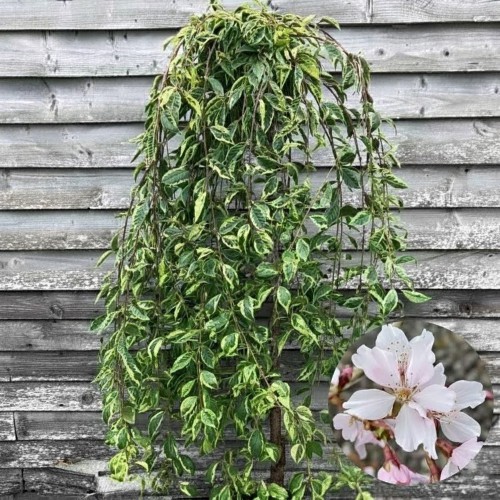 Саджанці сакури на штамбі Пестролиста (привитий)