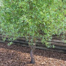 Саджанці верби кучерявої Матсудана Тортуоза (черенкований)