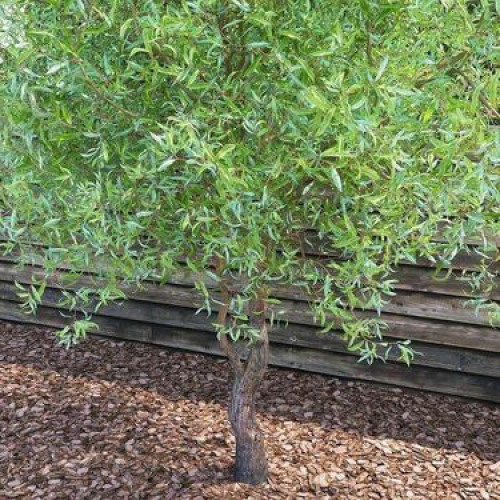 Саджанці верби кучерявої Матсудана Тортуоза (черенкований) Саджанці верби кучерявої Матсудана Тортуоза (черенкований)