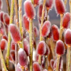 Саджанці верби на штамбі Маунт Асо (привитий)