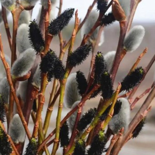 Саджанці верби на штамбі Меланостахіс (привитий) Саджанці верби на штамбі Меланостахіс (привитий)