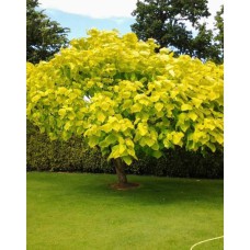 Саджанці катальпи Ауреа