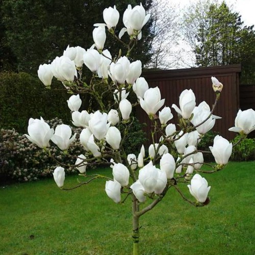 Саджанці магнолії Double White (привитий)
