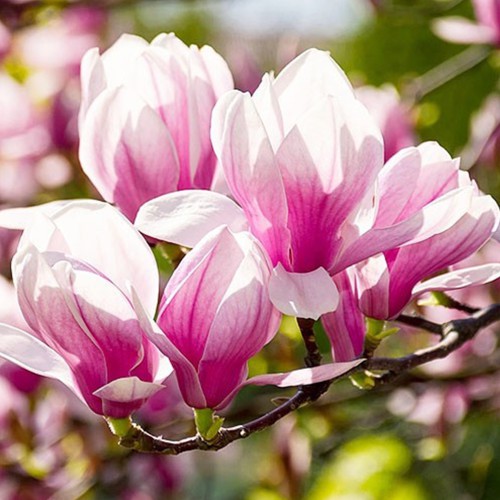 Саджанці магнолії Red Lucky (привитий)