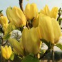 Саджанці магнолії Yellow (привитий)